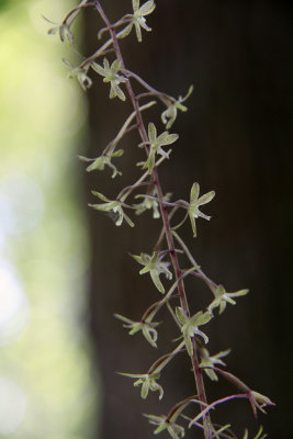 Tipularia discolor- Cranefly Orchid