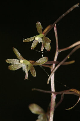 Tipularia discolor- Cranefly Orchid