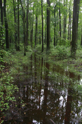 Flooded woods