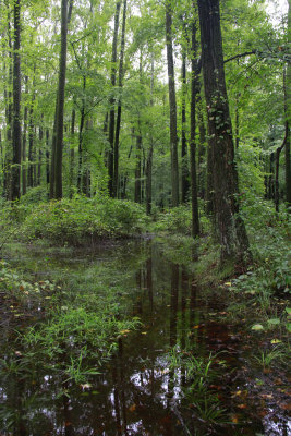 Flooded woods