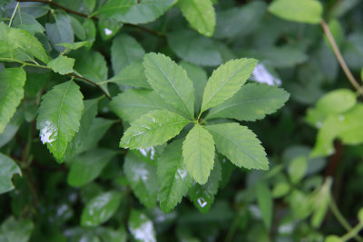 Spiraea alba- White Meadowsweet