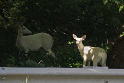 White White-tailed Deer family