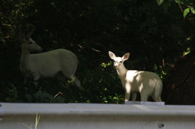 White deer family!