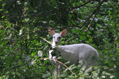 White deer family!