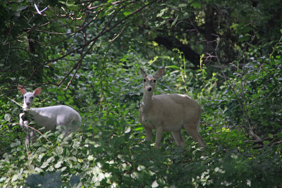 White deer family!