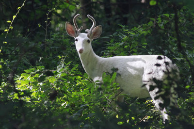 White deer!