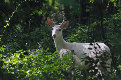 White deer!