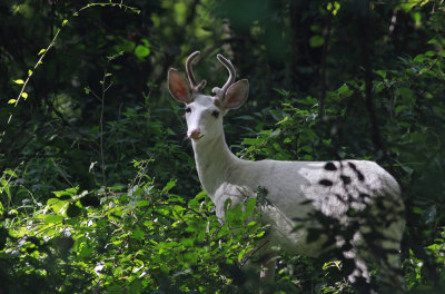 White deer!