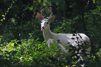 White deer!