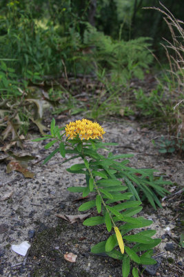 Asclepias tuberosa- Butterfly Weed