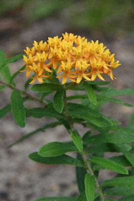 Asclepias tuberosa- Butterfly Weed