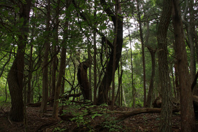 Maurice River Bluffs