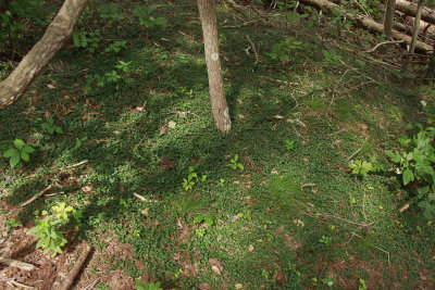 Huge stand of Partridgeberry