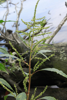 Amaranthus cannabinus- Salt Marsh Water Hemp
