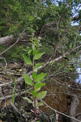 Pluchea odorata- Salt Marsh Fleabane