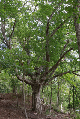 Quercus alba- White Oak