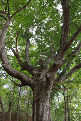 Quercus alba- White Oak