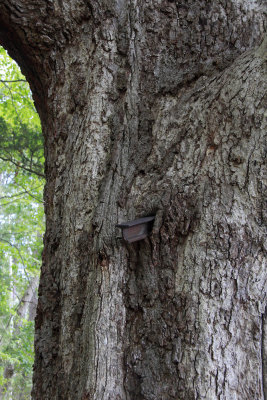Quercus alba- White Oak