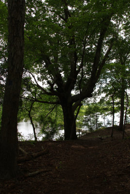 Quercus alba- White Oak