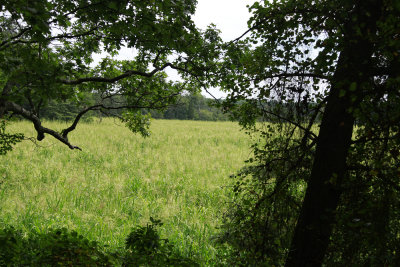 Wild Rice marsh
