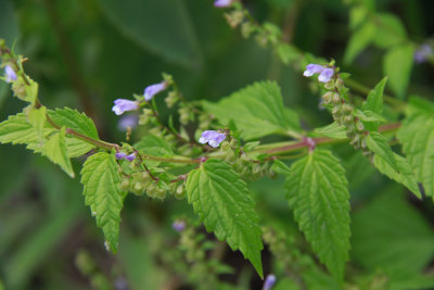 Scutellaria lateriflora- Mad Dog Skullcap