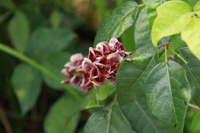 Apios americana- Groundnut