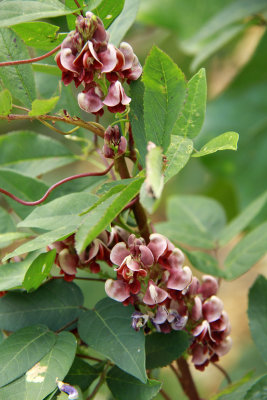 Apios americana- Groundnut