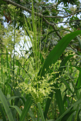 Zizania aquatica- Wild Rice