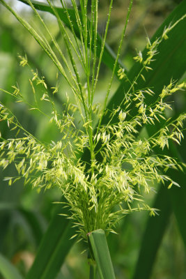 Zizania aquatica- Wild Rice