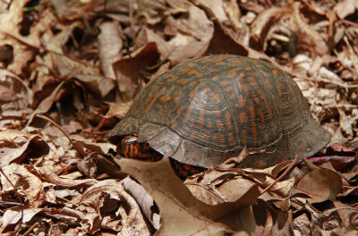 Box Turtle (male)