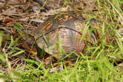 Box Turtle