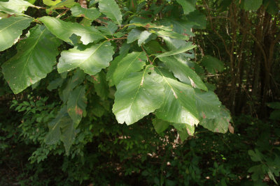 Chestnut Oak (Quercus prinus)