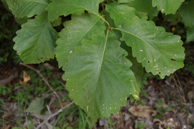 Chestnut Oak (Quercus prinus)