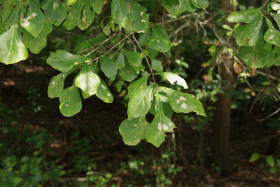 Quercus nigra- (Water Oak)