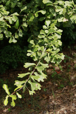 Quercus nigra- (Water Oak)