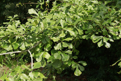Quercus nigra- (Water Oak)