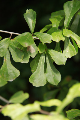 Quercus nigra- (Water Oak)