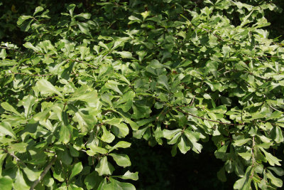 Quercus nigra- (Water Oak)