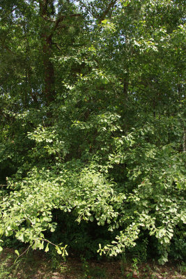 Quercus nigra- (Water Oak)