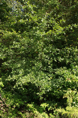 Quercus nigra- (Water Oak)