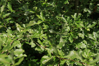 Quercus nigra- (Water Oak)
