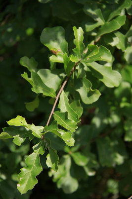 Quercus nigra- (Water Oak)