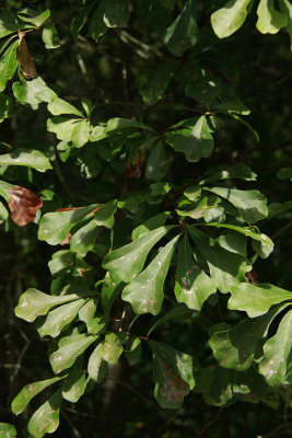 Quercus nigra- (Water Oak)