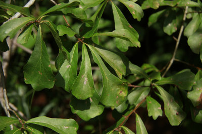 Quercus nigra- (Water Oak)