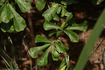 Quercus nigra- (Water Oak)