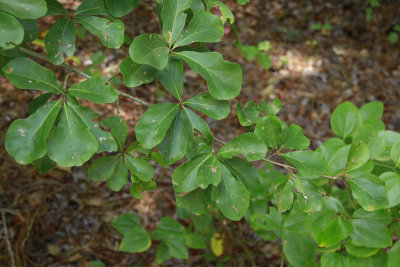 Quercus nigra- (Water Oak)