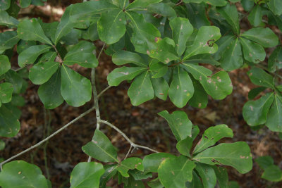 Quercus nigra- (Water Oak)