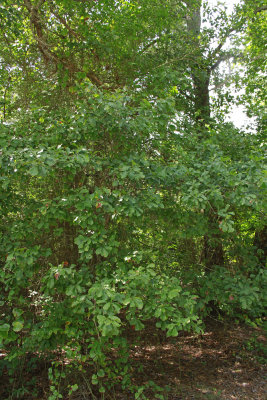 Quercus nigra- (Water Oak)