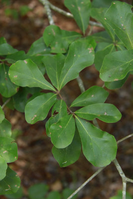 Quercus nigra- (Water Oak)