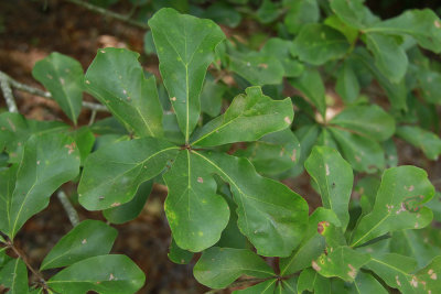 Quercus nigra- (Water Oak)